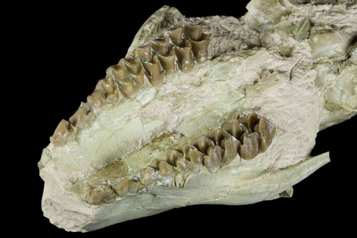 Fossil Oreodont (Merycoidodon) Skull - Wyoming #174372
